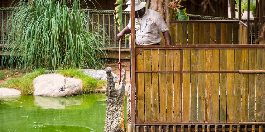 Feeding crocodiles at Cango Wildlife Ranch near Cango Caves, Oudtshoorn, South Africa.