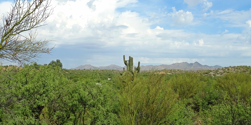 An image of Catalina State Park, a popular destination near Saguaro National Park