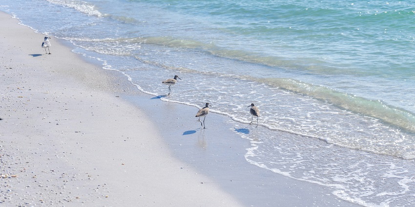An image of a landscape at Cayo Costa State Park with sandy shores and dense greenery