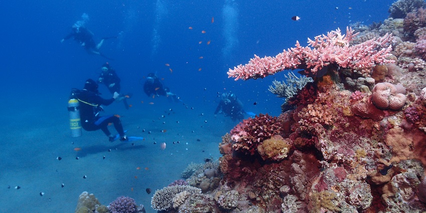 Professional diving services offering breathtaking underwater experiences in Pondicherry.