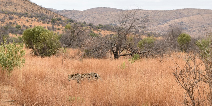 spot wildlife in its natural habitat in chandraprabha wildlife sanctuary for travellers.
