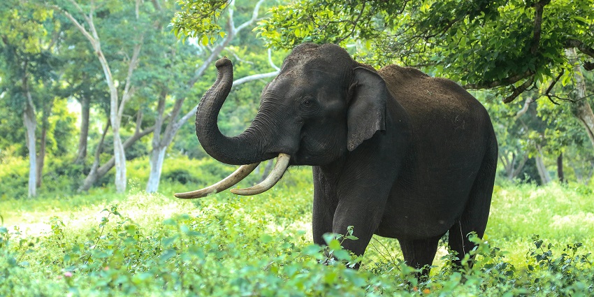 Image of the majestic elephant walking in its natural habitat in jungle
