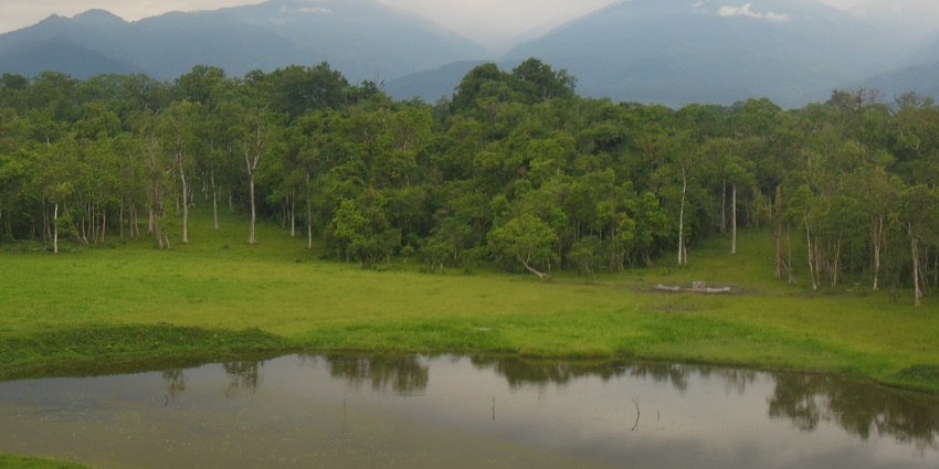 An image of Chapramari Wildlife Sanctuary, which offers the best jungle safari in West Bengal.