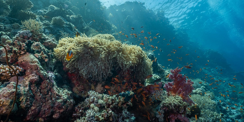 A picture of surroundings captured while scuba diving at the Alibaug's Chaul Beach.