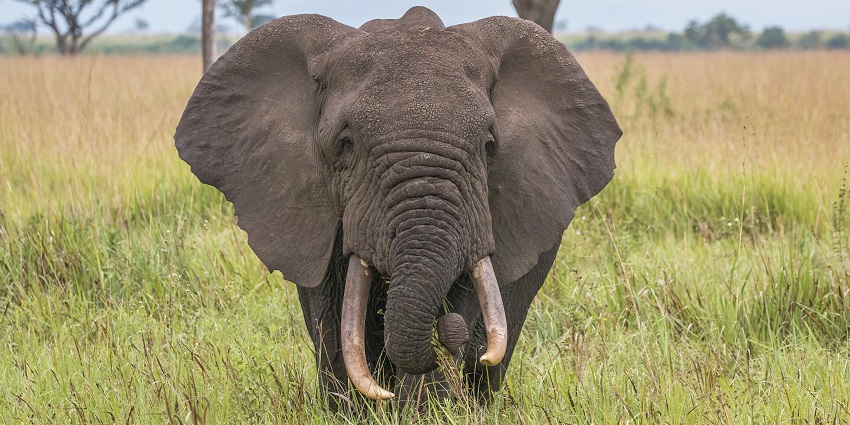 An image of a person enjoying a walk with an elephant at Chilapata Forest.