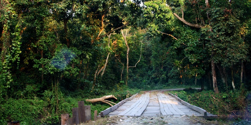 Visit the beautiful Chilapata Forest while visiting Jaldapara National Park.