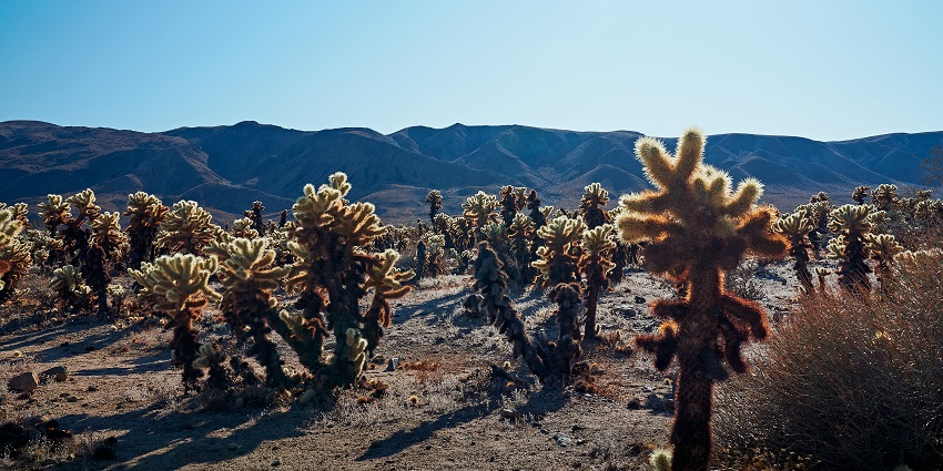 An image of a view of Cholla Cactus Garden, a popular place near Joshua Tree National Park.