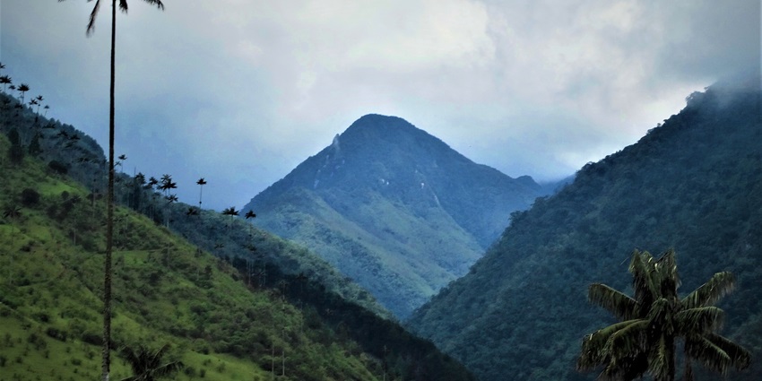 Multiple palm trees found at Cocora Valley, a place to visit in Colombia