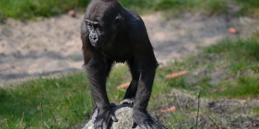 An image of a gorilla in a forest surrounded by greenery, the best place near Bronx Zoo.
