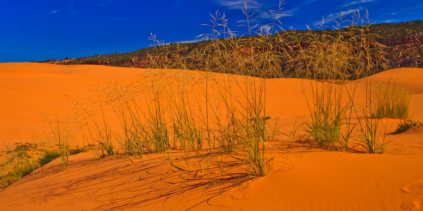An image of the Coral Pink Sand Dunes State Park, a popular place near Zion National Park