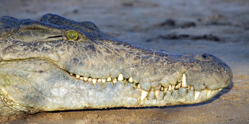 Sajnekhali Wildlife Sanctuary, featuring a crocodile resting by the water in the Sun