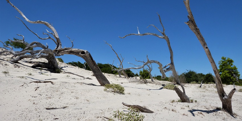 A view of Cumberland Island National Seashore, one of the beaches in Georgia, USA.