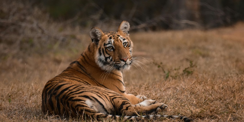 Experience the magic of cyclying in a forest, one of the best things to do in Bandipur