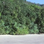 The lush rainforests and pristine rivers of Daintree National Park Australia.