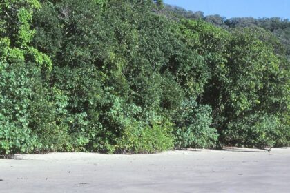 The lush rainforests and pristine rivers of Daintree National Park Australia.