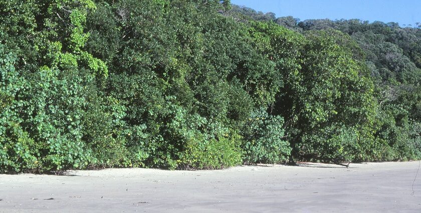 The lush rainforests and pristine rivers of Daintree National Park Australia.