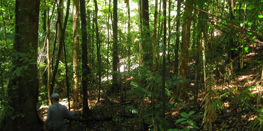 The ancient rainforest surrounding this exotic wildlife.