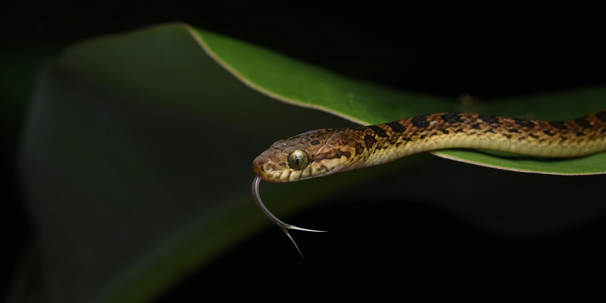 Experience Daintree Rainforest Night Safari and spot nocturnal species in Australia.