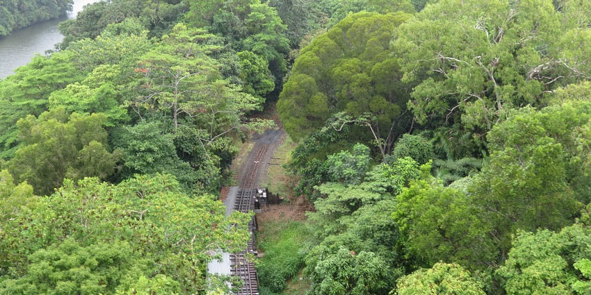 Visit and explore The Daintree Rainforest, a famous thing to do in Cairns