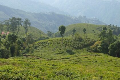 A picture of tea plantations, which is one of the best Darjeeling picnic places.