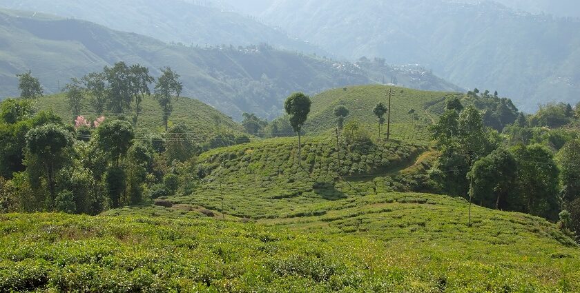 A picture of tea plantations, which is one of the best Darjeeling picnic places.