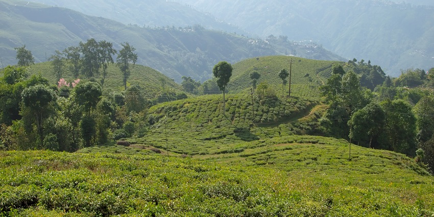 A majestic view of tea Plantations in Darjeeling, one of the hill stations near Bagdogra.