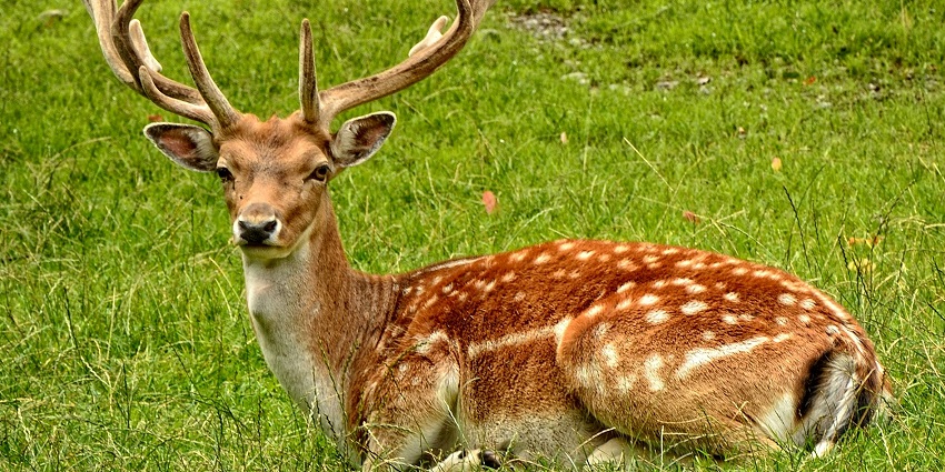 A view of deer in Deer Park, which is one of the best places to visit in Sarnath.