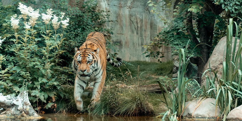 Image of a tiger at zoo in its natural habitat walking near the pond