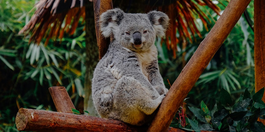 Cleland Park is known for kangaroos, cuddle koalas, and other native species like wombats.