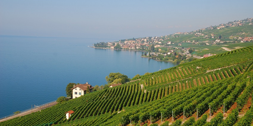 Discovering the terraced vineyards is among the best things to do in Lausanne with breathtaking landscapes and wine tasting.