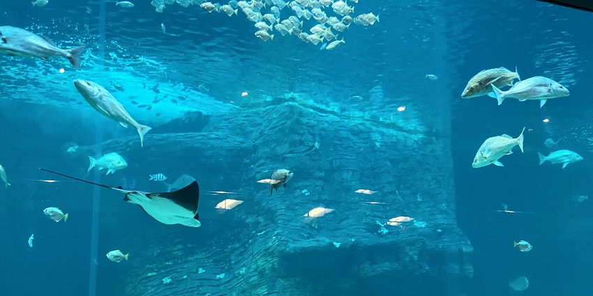 Two Oceans Aquarium is the rich marine biodiversity of both the Atlantic and Indian Oceans.