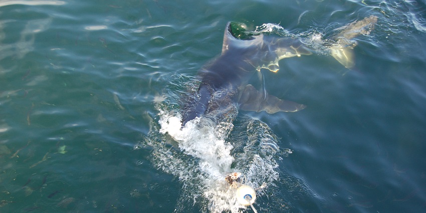 Go shark cage diving in Gansbaai—an exhilarating thing to do in South Africa!