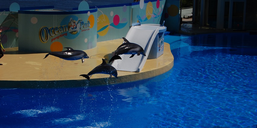 Family-friendly attraction with dolphin shows, activities, and marine life.