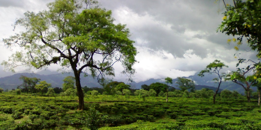 Visit the Dooars Valley,with scenic beautiful tea gardens.