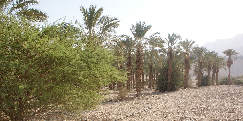 Ein Gedi Nature Reserve is an oasis with waterfalls, hiking trails, and abundant wildlife.
