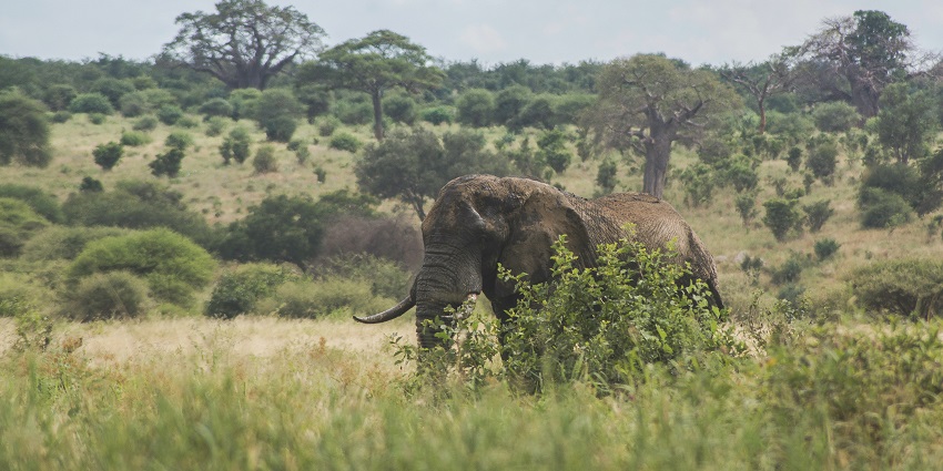 Elephant Camp at Mudumalai National Park offers close encounters with elephants.