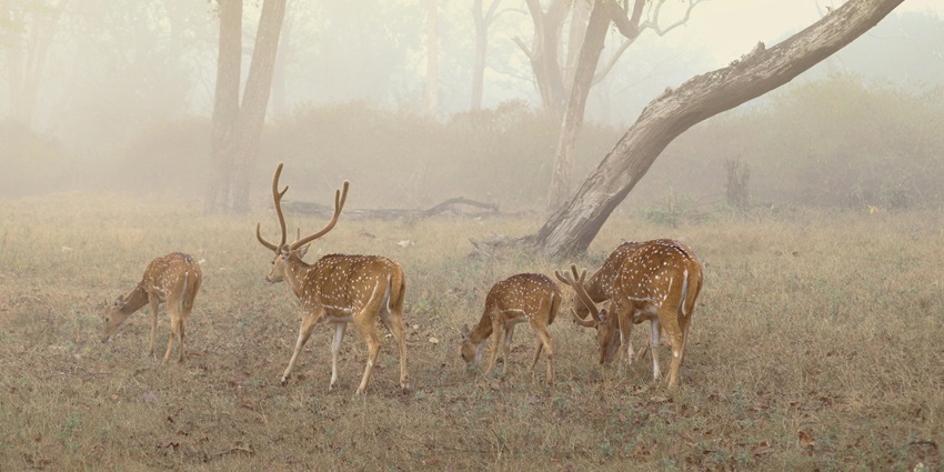 Elephant Camp at Mudumalai National Park offers close encounters with elephants.