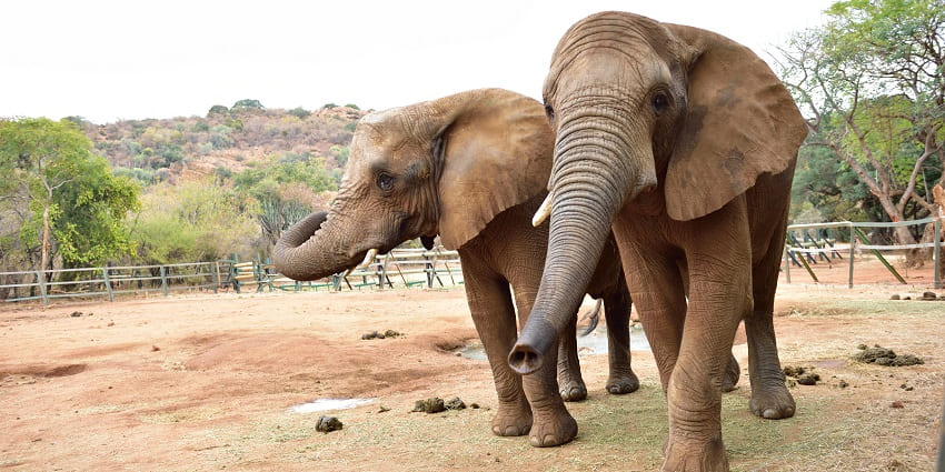 Various elephants spotted at the Elephant Sanctuary Hartbeespoort