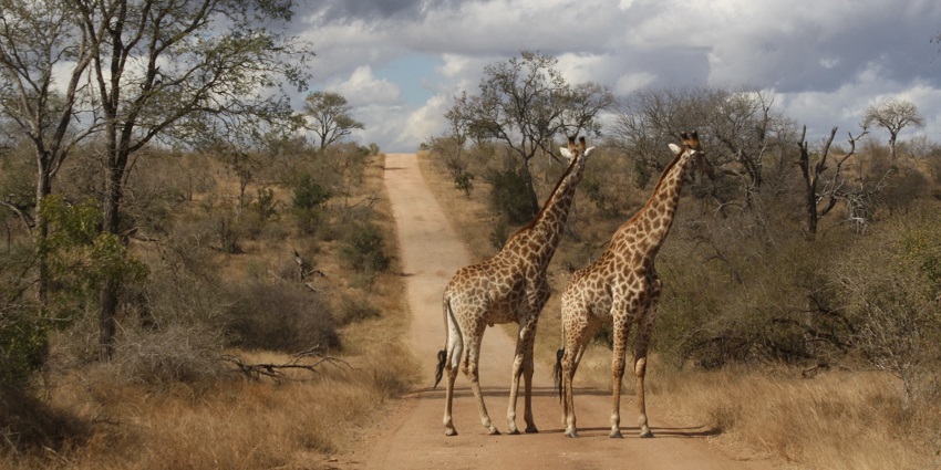 Explore Kruger National Park for thrilling safaris,a top thing to do in South Africa.