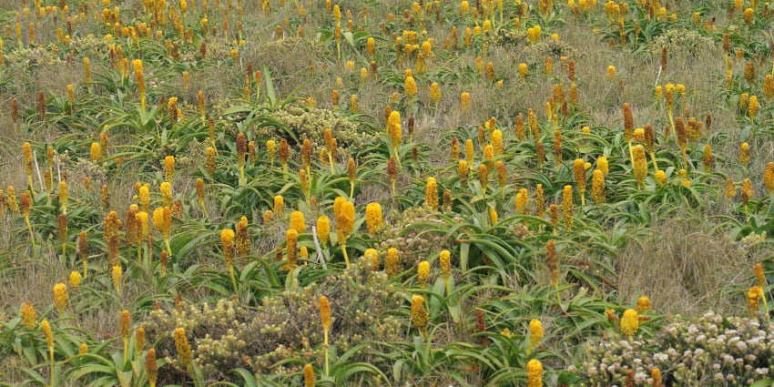 Megaherbs plants growing in fields of Enderby Island near New Zealand