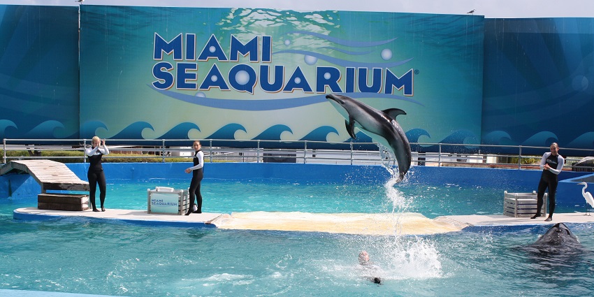 Inside Miami Seaquarium with a dolphin jumping and professionals in the background.
