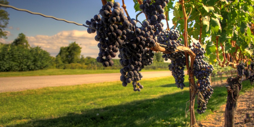 Wine Grapes on the Niagara Peninsula is the largest wine-farming region in Canada.