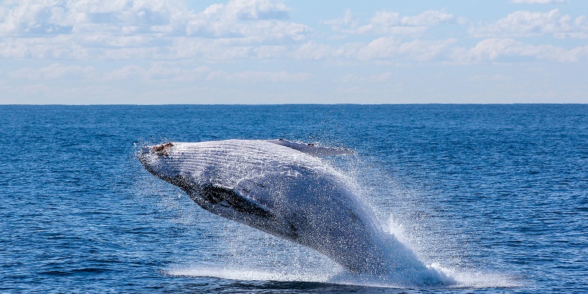 Image of the tails of two Humpback Whales spotted in Monterey Bay in California, USA.