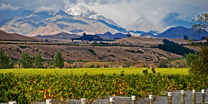 Explore beautiful vineyards in Marlborough, a peaceful thing to do in New Zealand.