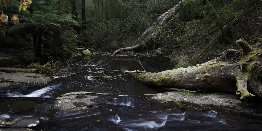 Picturesque waterfall near Lorne; lush ferns and forest create a serene escape