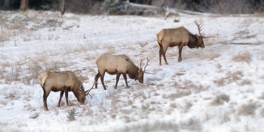 Three Elk Bulls graze on freshly snowed ground in the Banff National Park, Alberta.