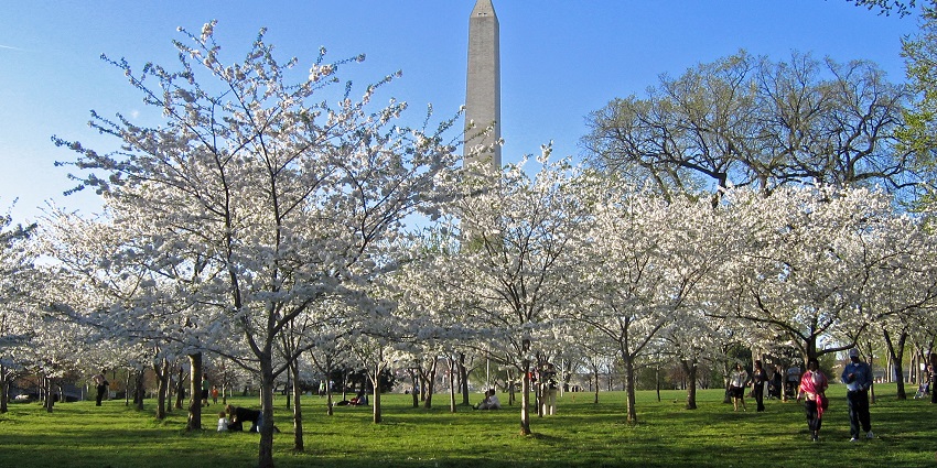 People enjoy a Cherry Blossom Festival at a beautiful park in Washington, D.C., USA
