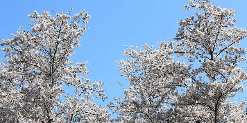 Visitors are flocking around a picturesque blossoming cherry grove in Washington, D.C Viewers of this file can see comments and suggestions