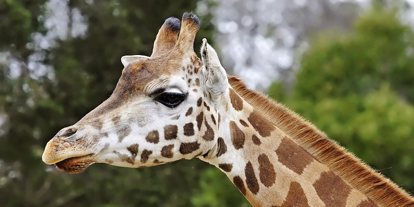 Spot giraffes and wildlife at Melbourne Zoo, an interesting thing to do in Melbourne