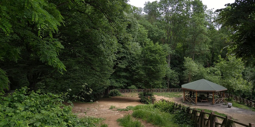 Peaceful forest trails offering natural magnificence and fresh air.